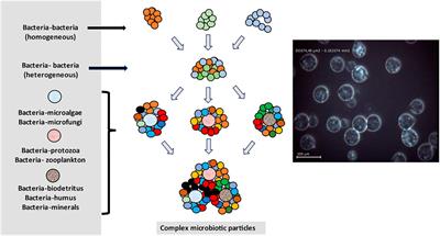 The Influence of Coalescent Microbiotic Particles From Water and Soil on the Evolution and Spread of Antimicrobial Resistance